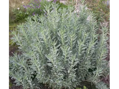 Шавлія біла (Salvia Apiana)